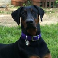 Purpleamber