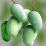 tommango