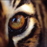 TigerScent