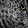 le0pard13