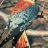 AmKestrel
