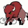buffalo