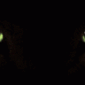 straycat1