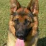 K9-10