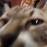 TigerKnee