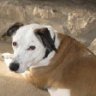 cotterdog