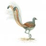 Lyrebird