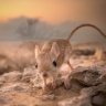 N. Jerboa