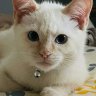 mowmow