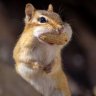 Chipmunkk