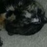Netty