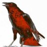redcrow