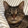 UnseenCat