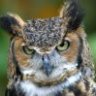 Gr8hornedowl