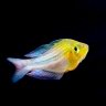 Fishee