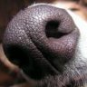 sniffbooger