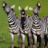 ZebraSoot