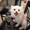 bierbierbier