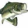 alex4bass