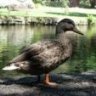 Greyduck