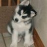 rustyhusky