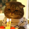gorb