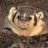 Black_Badger