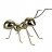Gold Ant