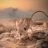 N. Jerboa