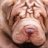Wolf_Br