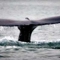 Tail1