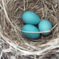 Eggs480x360
