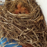Baby Robins - 1024