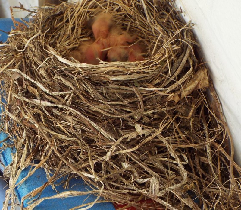 Baby Robins - 1024