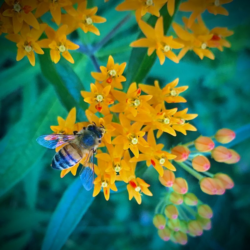 Bee on Butterfly Weed