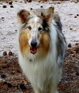 collie