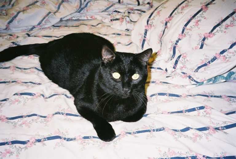 Jasper