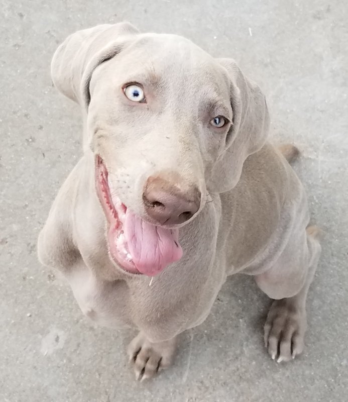 Knucklehead @4 Months Old