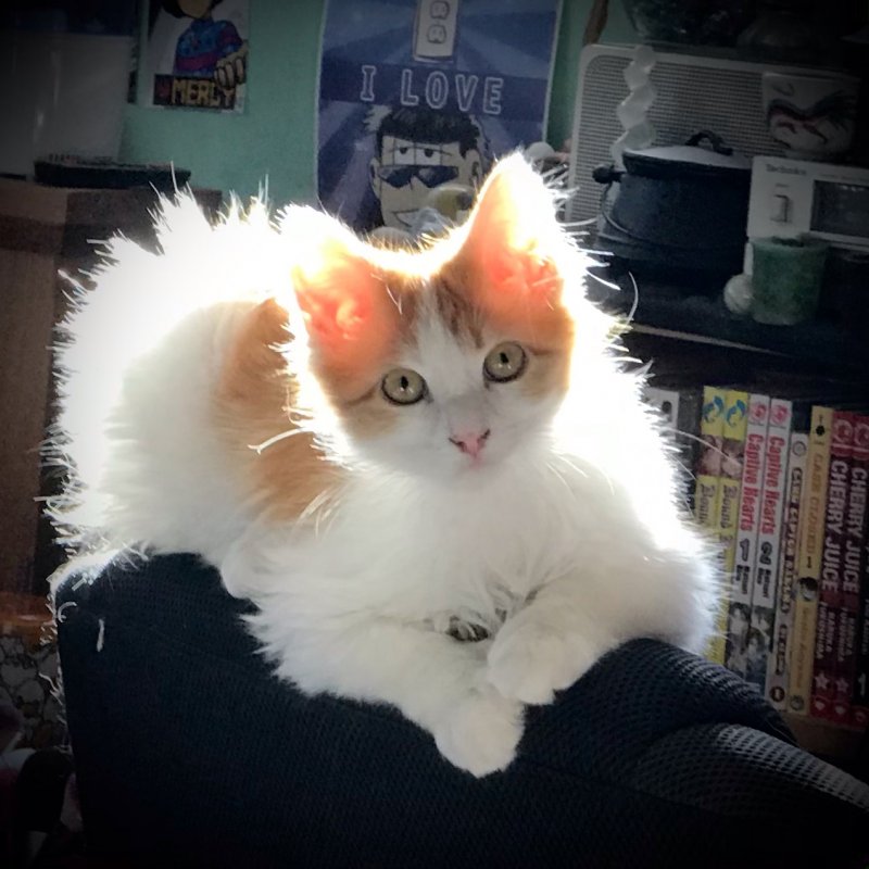 Lyra