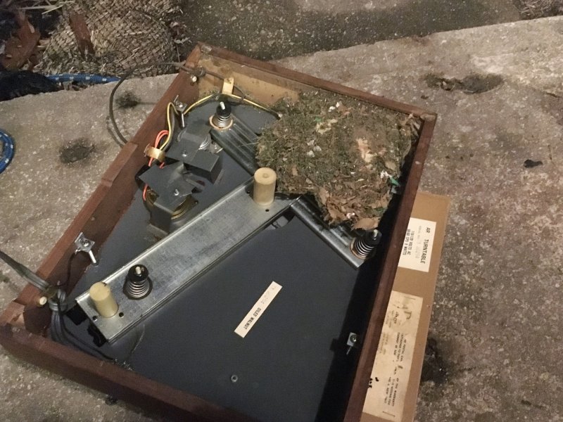 Mouse Nest AR XA