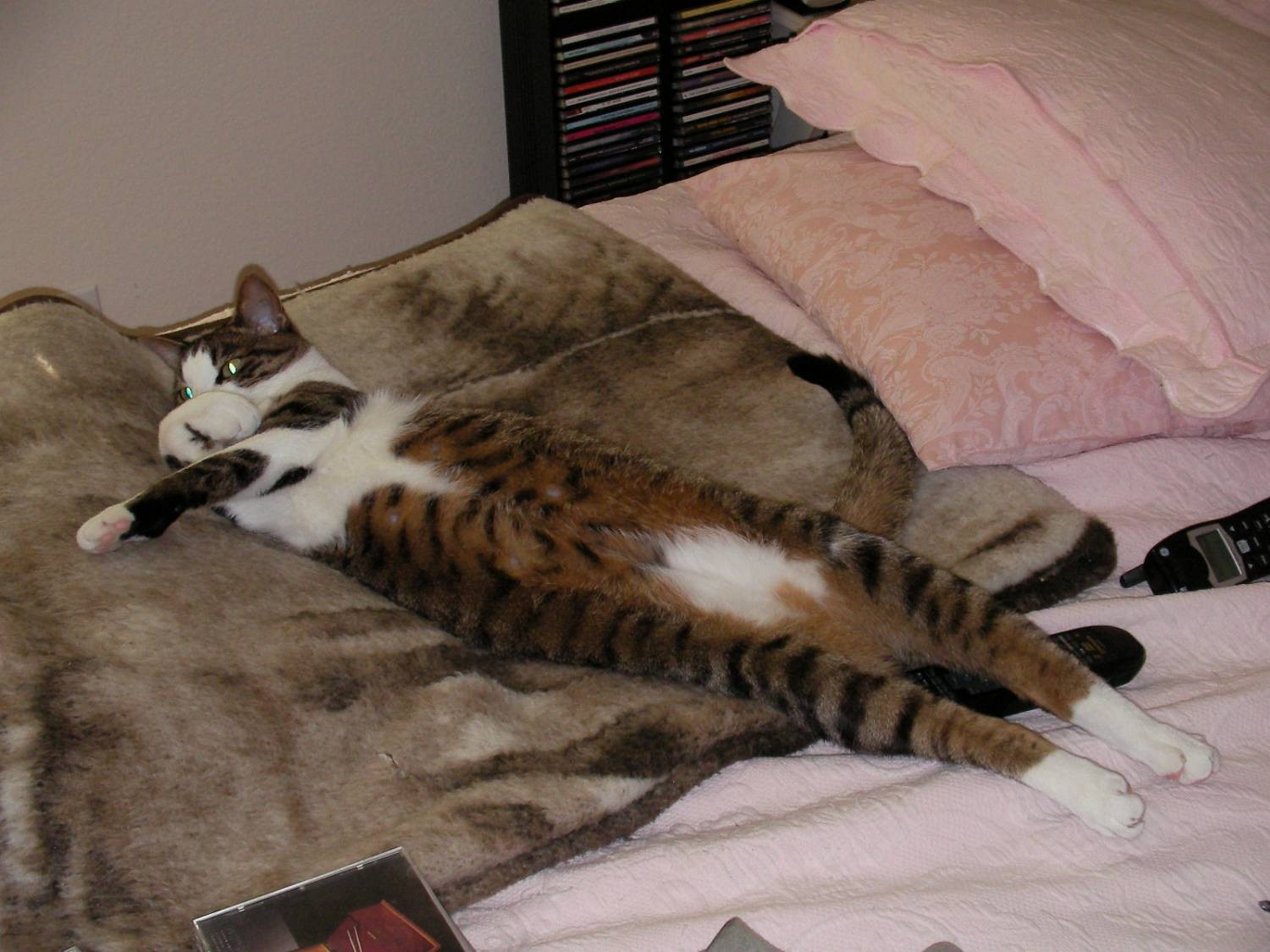 My cat, Bruno the "Tank" Tarangiolio
