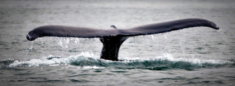 Tail1